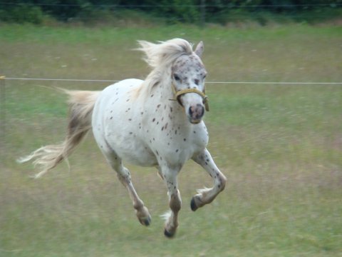 Politimand p&aring; pr&oslash;ve