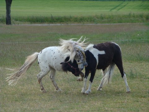 Fighter og Picasso leger
